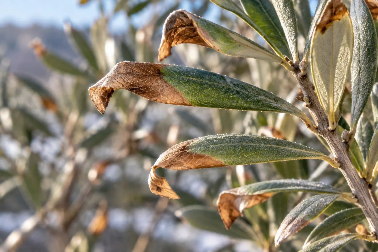 Olivenzweig mit braunen, eingerollten Blattspitzen nach einer langen Frostphase.